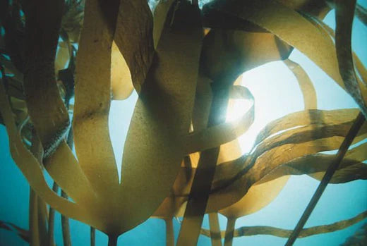 cellulite wrap, cellulite wrap for body