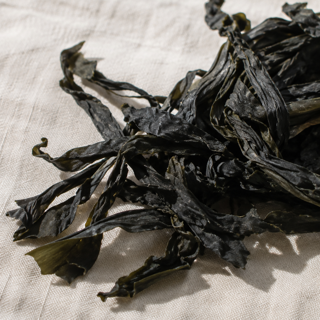 Dried brown seaweed, the base of GUAM anti-cellulite mud